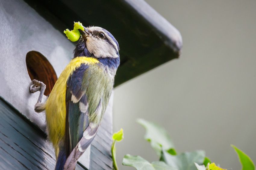 Hoe blijven vogels onderdeel van de leefomgeving van de mens