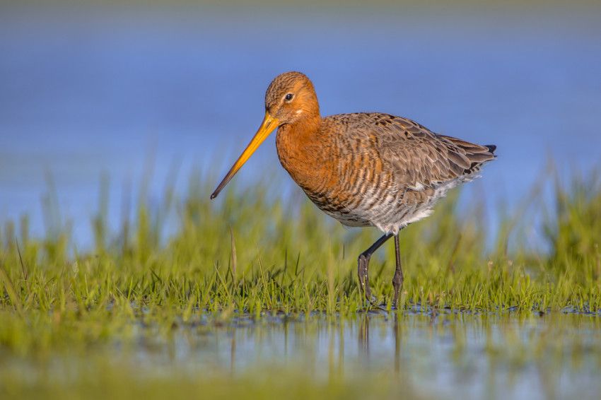 De meest bijzondere vogels om te spotten in Nederland