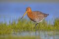 De meest bijzondere vogels om te spotten in Nederland