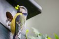 Hoe blijven vogels onderdeel van de leefomgeving van de mens