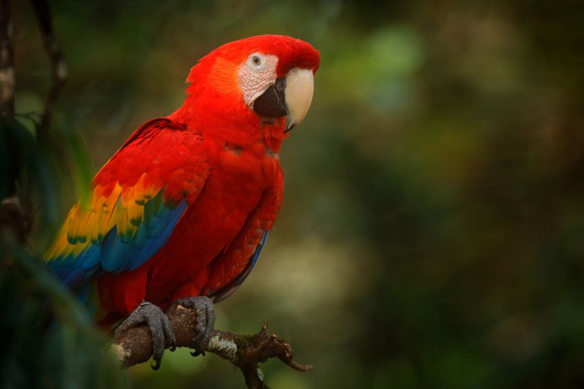 De symboliek achter de papegaai