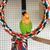 Homestyle Vogelspeelgoed Touwring Vogelspeelgoed 2.5x25 cm Multi Color online kopen